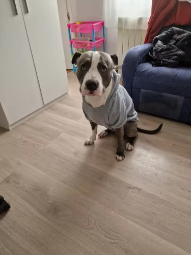 New Dogs - Premium Pet Hoodie